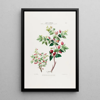 Etienne Denisse - Flore dAmerique dessinee dapres nature sur les lieux Pl037.webp