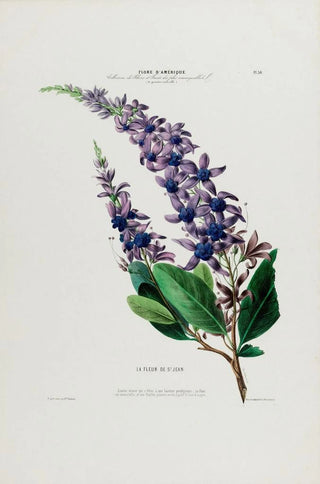 Etienne Denisse - Flore dAmerique dessinee dapres nature sur les lieux Pl038.webp