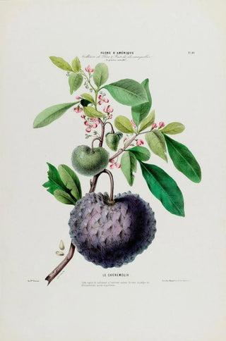 Etienne Denisse - Flore dAmerique dessinee dapres nature sur les lieux Pl040.webp