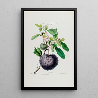 Etienne Denisse - Flore dAmerique dessinee dapres nature sur les lieux Pl040.webp