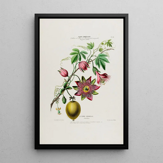 Etienne Denisse - Flore dAmerique dessinee dapres nature sur les lieux Pl042.webp