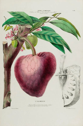 Etienne Denisse - Flore dAmerique dessinee dapres nature sur les lieux Pl046.webp