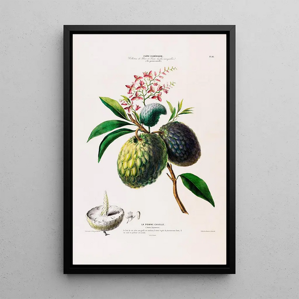 Etienne Denisse - Flore dAmerique dessinee dapres nature sur les lieux Pl098.webp