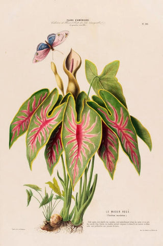 Etienne Denisse - Flore dAmerique dessinee dapres nature sur les lieux Pl108.webp