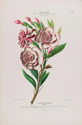 Etienne Denisse - Flore dAmerique dessinee dapres nature sur les lieux Pl111.webp