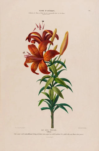 Etienne Denisse - Flore dAmerique dessinee dapres nature sur les lieux Pl115.webp