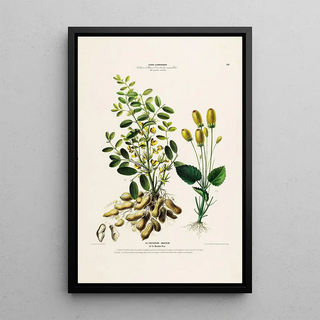 Etienne Denisse - Flore dAmerique dessinee dapres nature sur les lieux Pl132.webp