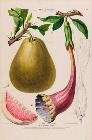 Etienne Denisse - Flore dAmerique dessinee dapres nature sur les lieux Pl135.webp