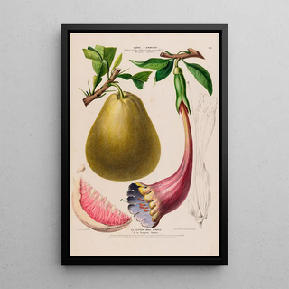 Etienne Denisse - Flore dAmerique dessinee dapres nature sur les lieux Pl135.webp