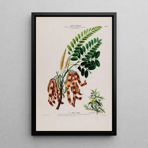 Etienne Denisse - Flore dAmerique dessinee dapres nature sur les lieux Pl138.webp