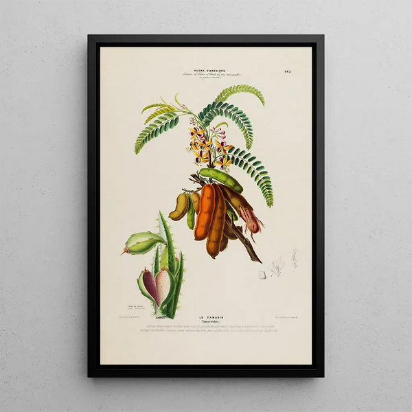 Etienne Denisse - Flore dAmerique dessinee dapres nature sur les lieux Pl145.webp
