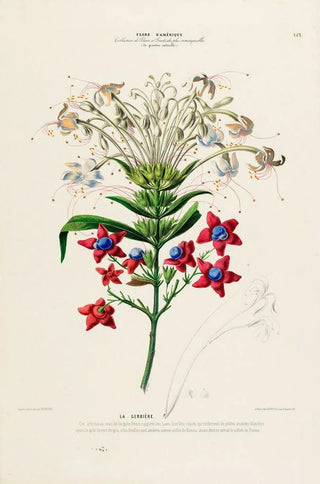 Etienne Denisse - Flore dAmerique dessinee dapres nature sur les lieux Pl152.webp