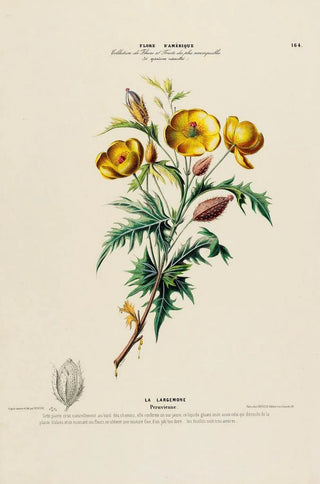 Etienne Denisse - Flore dAmerique dessinee dapres nature sur les lieux Pl164.webp