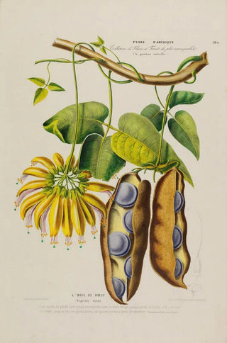 Etienne Denisse - Flore dAmerique dessinee dapres nature sur les lieux Pl190.webp