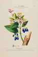 Flore d'Amérique tegnet efter naturen på stedet Pl191 - Étienne Denisse — visning af kunstværket