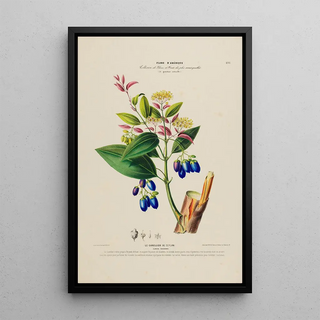 Etienne Denisse - Flore dAmerique dessinee dapres nature sur les lieux Pl191.webp