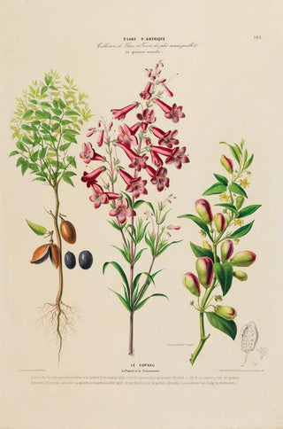 Etienne Denisse - Flore dAmerique dessinee dapres nature sur les lieux Pl193.webp