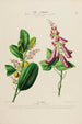 Flore d'Amérique tegnet efter naturen på stedet Pl194 - Étienne Denisse — visning af kunstværket