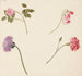 Reproduktion af maleriet Studie af blomster og grøntsager - Johanna Fosie