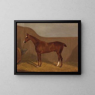 F Clifton - Pferdeportrait.webp