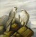 Faucons gerfauts sur un ledge rocheux - Joseph Wolf — vist i et interiør