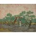 Reproduktion af maleriet Kvinder, der samler oliven - Vincent van Gogh