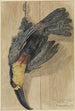 Studie af en død toucan - Ferdinand Keller — visning af kunstværket