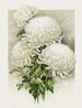 Chrysanthèmes - Ferdinand Schuyler Mathews — visning af kunstværket