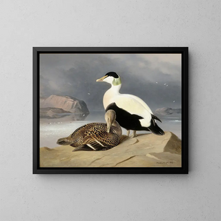 Ferdinand von Wright - Kaksi Haahkaa.webp