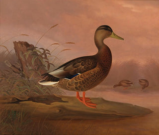 Andefugl - Ferdinand von Wright — visning af kunstværket