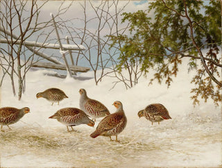 Perdreaux dans la neige - Ferdinand von Wright — visning af kunstværket
