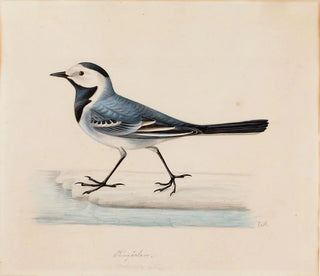 Ferdinand von Wright - White Wagtail.webp