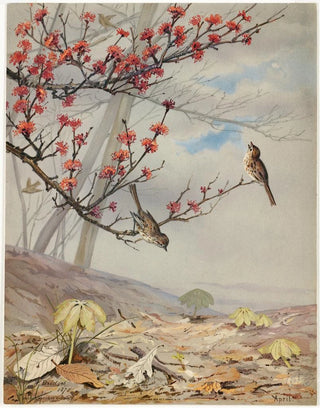 Fidelia Bridges - April.webp