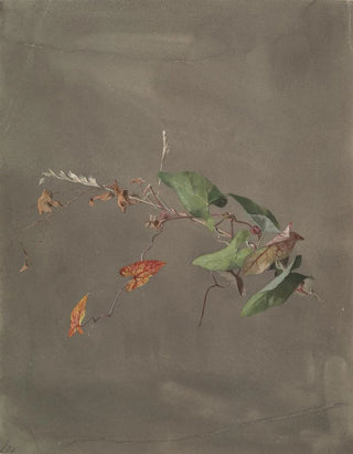 Fidelia Bridges - Bindweed.webp