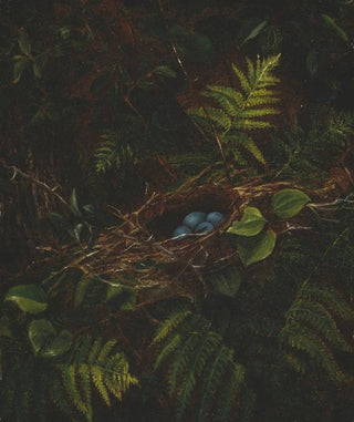 Fidelia Bridges - Birds Nest and Ferns.webp