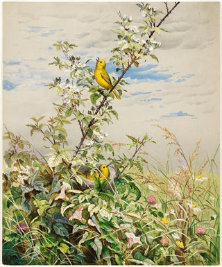 Fidelia Bridges - June.webp