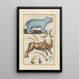 Filippo Buonanni - Rerum naturalium historia nempe quadrupedum Pl03.webp