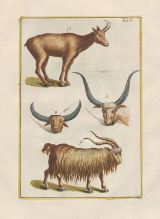 Filippo Buonanni - Rerum naturalium historia nempe quadrupedum Pl05.webp