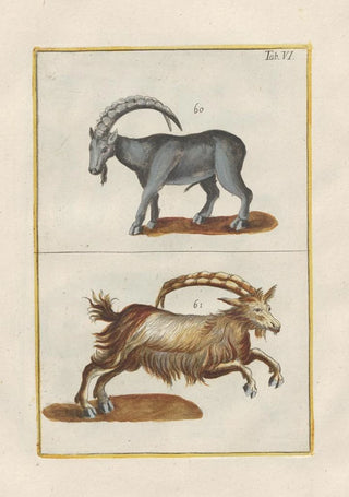 Filippo Buonanni - Rerum naturalium historia nempe quadrupedum Pl06.webp