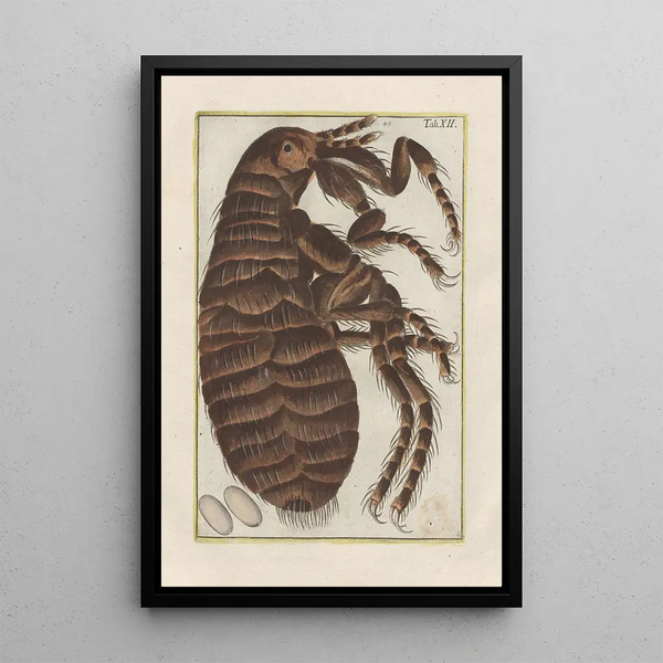 Filippo Buonanni - Rerum naturalium historia nempe quadrupedum Pl12.webp