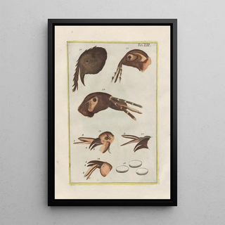 Filippo Buonanni - Rerum naturalium historia nempe quadrupedum Pl13.webp