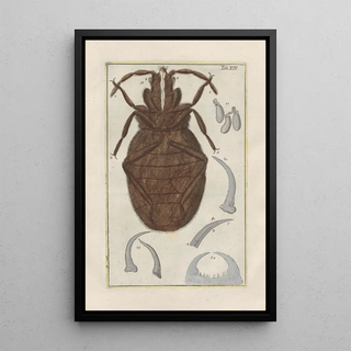 Filippo Buonanni - Rerum naturalium historia nempe quadrupedum Pl14.webp