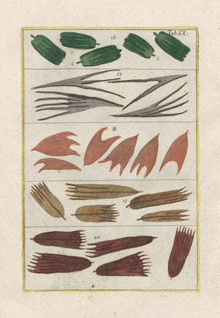 Filippo Buonanni - Rerum naturalium historia nempe quadrupedum Pl20.webp