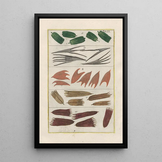 Filippo Buonanni - Rerum naturalium historia nempe quadrupedum Pl20.webp