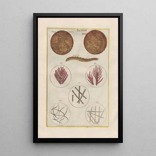 Filippo Buonanni - Rerum naturalium historia nempe quadrupedum Pl34.webp