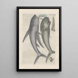 Filippo Buonanni - Rerum naturalium historia nempe quadrupedum Pl38.webp