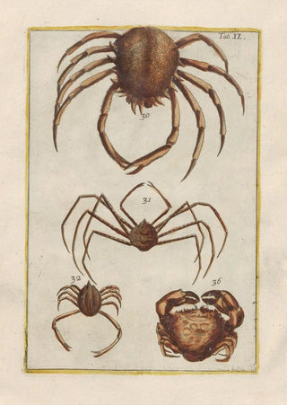 Filippo Buonanni - Rerum naturalium historia nempe quadrupedum Pl40.webp