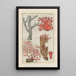 Filippo Buonanni - Rerum naturalium historia nempe quadrupedum Pl42.webp