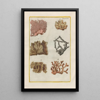 Filippo Buonanni - Rerum naturalium historia nempe quadrupedum Pl43.webp