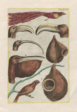 Filippo Buonanni - Rerum naturalium historia nempe quadrupedum Pl47.webp